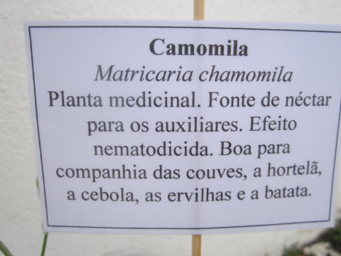 Placa de informação sobre a camomila.